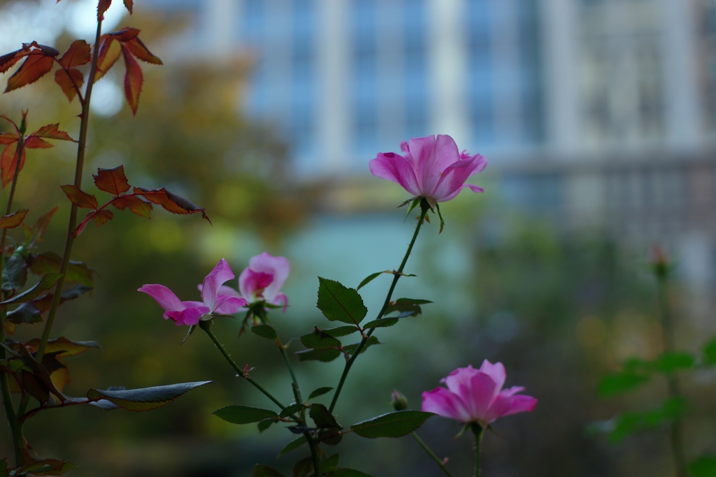 丸の内ROSE-②