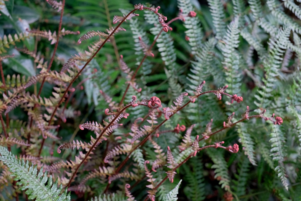古代の目覚め-⑤