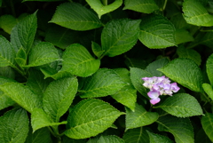 入梅の季節に紫陽花を撮る