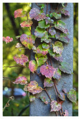 色づきながら･･･