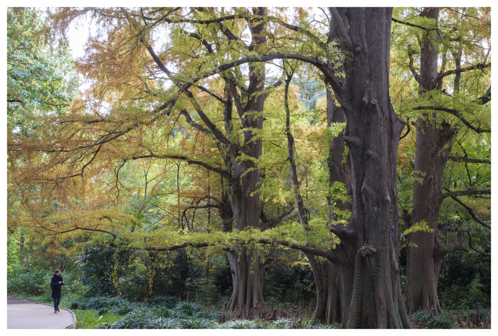 トーキョーズ フォレスト-202511