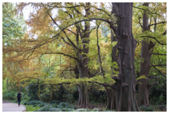 トーキョーズ フォレスト-202511