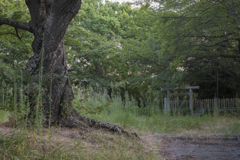 夏のサクラに逢いに行く。