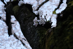 見上げれば･･･