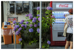 紫陽花の頃は過ぎて･･･