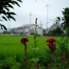 ある夏の日に･･･