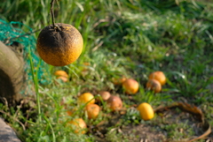 果実のある風景-④