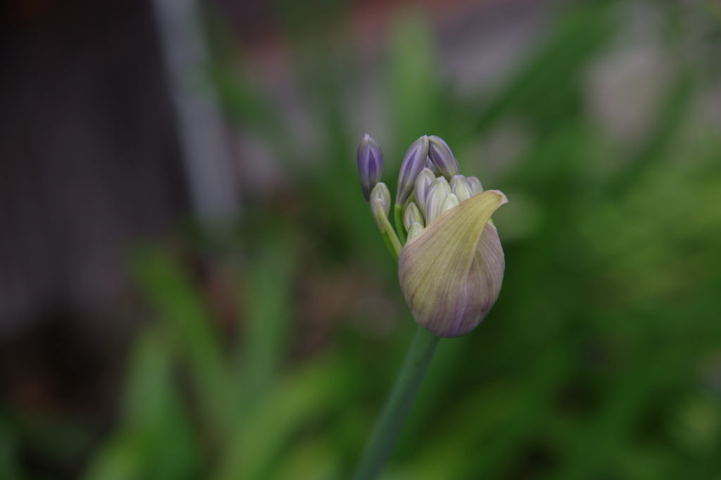 いきるというコト-④