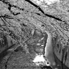 川の流れに･･･
