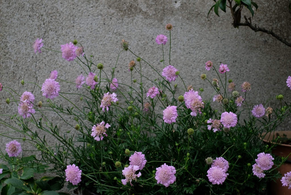 不思議な･･･