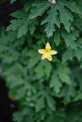 F1.4の華たち-①