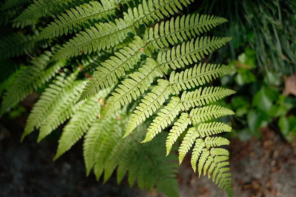 古代の目覚め-②