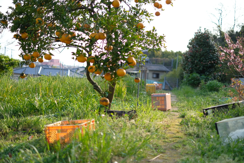 果実のある風景-③
