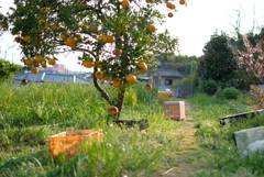 果実のある風景-③