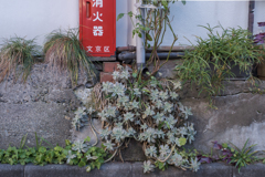 この場所で生きるということ･･･