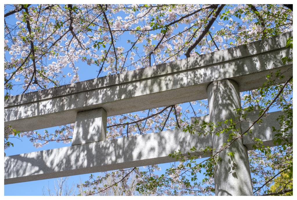 桜に願いを･･･