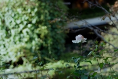 丸の内ROSE-⑤