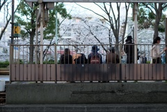 面影橋で荒川線を待つ