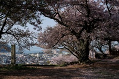 老師のような桜を撮る-④