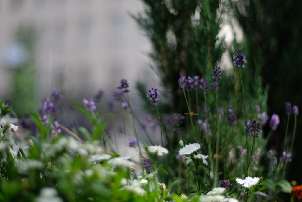 Yokohamaフラワー⑤