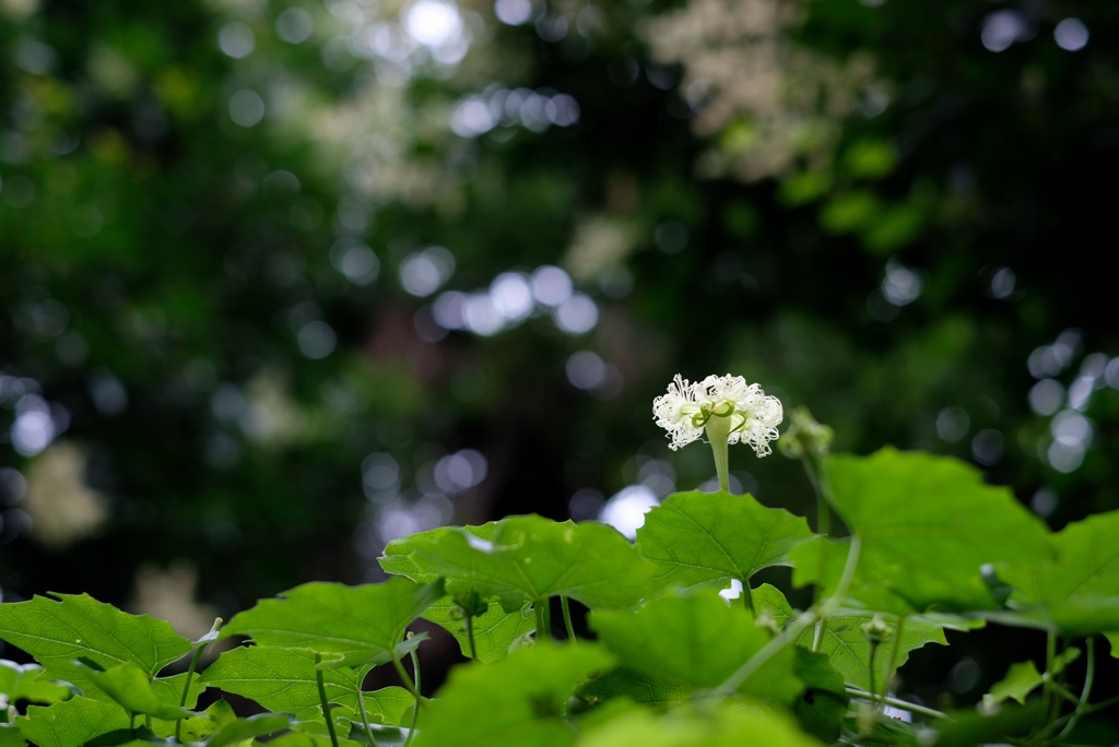 見上げればソコに･･･