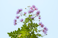 押し花みたいに･･･