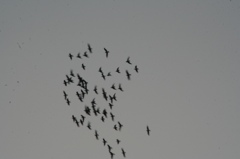 上海ハトをめぐる冒険-④