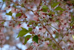 桜花-②