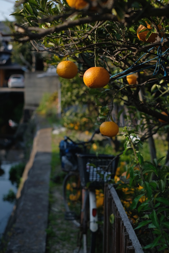 果実のある風景-①