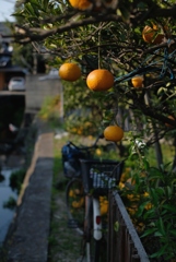 果実のある風景-①