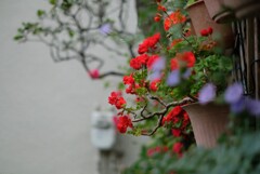 春でも深紅･･･