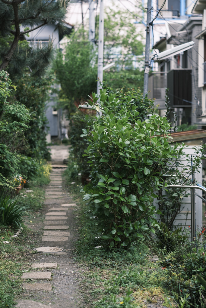 梅雨を待つ･･･