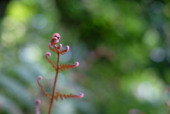 古代の目覚め-①