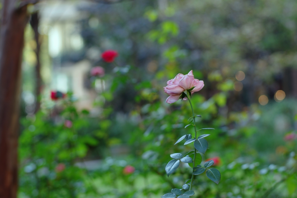 丸の内ROSE-①