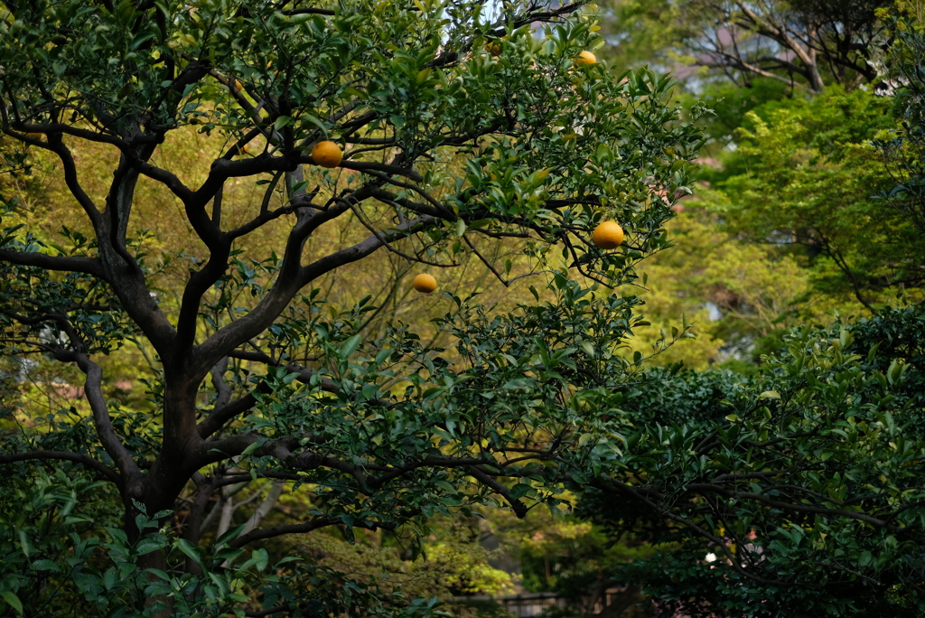 桜を撮りに行った日に果実を撮る