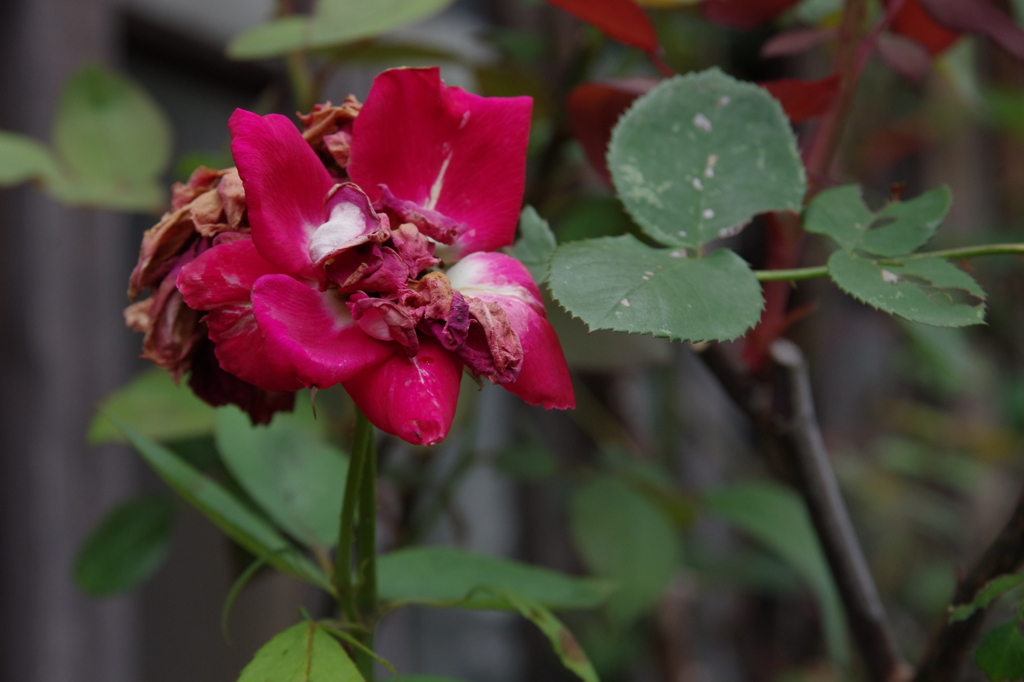 いきるというコト-①