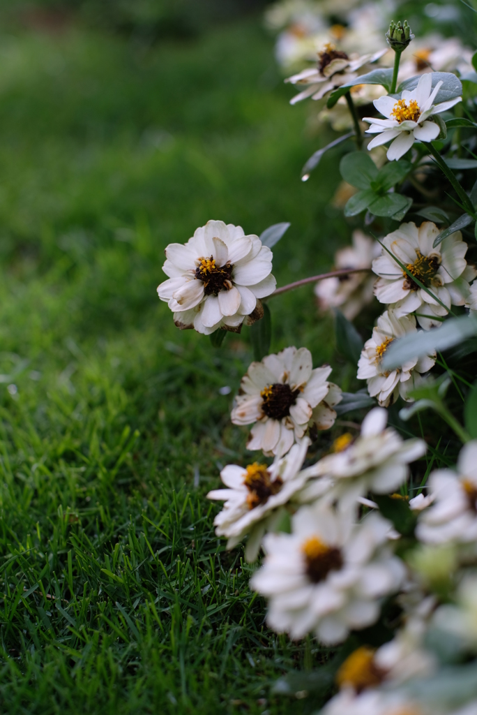 Yokohamaフラワー②