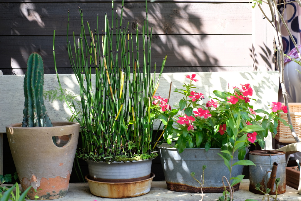 初夏のスケッチ