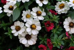 Yokohamaフラワー④