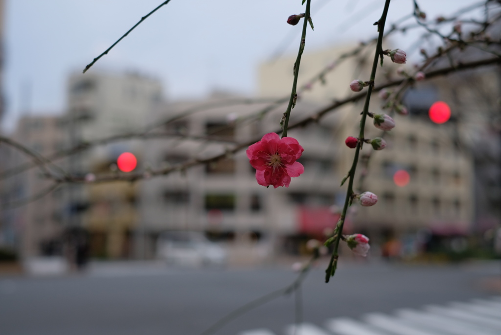 梅一輪と･･･