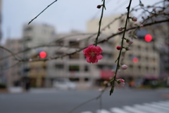 梅一輪と･･･