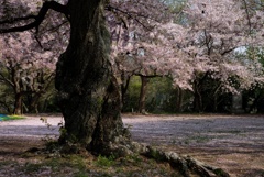 老師のような桜を撮る-⑤