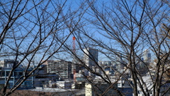 小さい春・・・