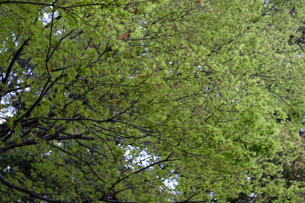 線のある風景-①
