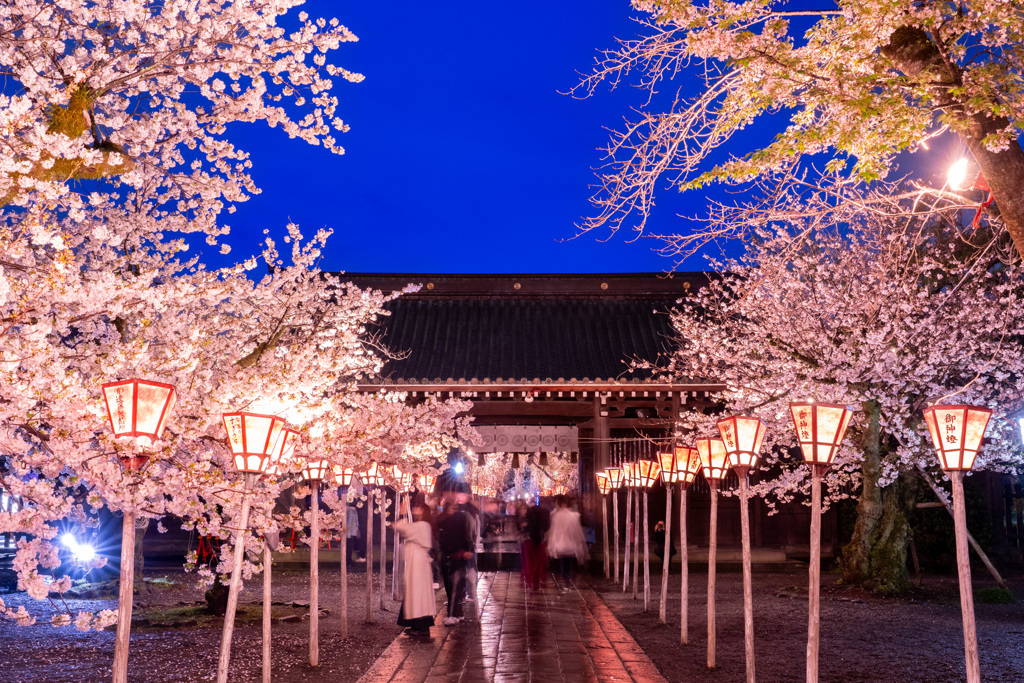 三島大社　夜桜　参道