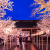 三島大社　夜桜　参道