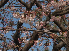 ３４５分咲き