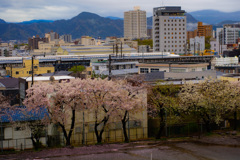 桜と新幹線