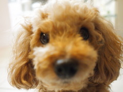 愛犬ティガー
