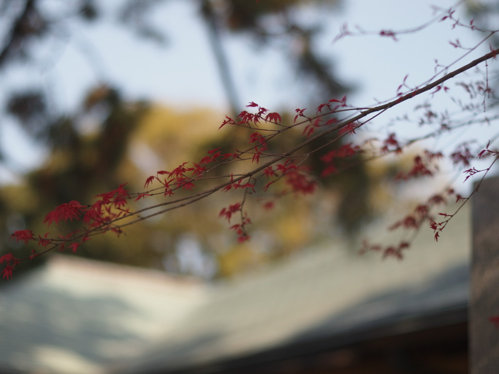ミニ紅葉
